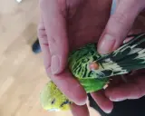 Mano che tiene un parrocchetto verde e giallo, con una piccola pallina di grasso visibile vicino all'ala.