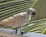 Pappagallo con piume arruffate e becco deformato, forse affetto da malattia del becco dei pappagalli. Si appollaia su un corrimano con foglie di palma sullo sfondo.