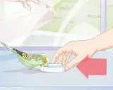Un pappagallino verde e giallo beve da una ciotola d'acqua. La mano di una persona offre la ciotola, mostrando cosa mangiano i pappagallini.