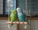 Due diversi tipi di pappagalli, uno verde e uno blu, si baciano su un'altalena in gabbia.