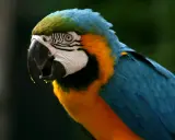 Un pappagallo ara blu e giallo, con un'espressione che suggerisce che la tricomoniasi guarisce da sola.