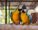 Due pappagalli ara blu e gialli si baciano, mostrando quanto sia affettuoso questo pappagallo.