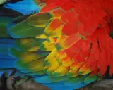 Dettaglio di una muta di uccelli, con piume rosse, gialle, verdi e blu che creano un mosaico vibrante.
