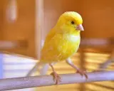 Un canarino giallo brillante su un posatoio, pronto a cantare. Scopri come stimolare il canarino a cantare con consigli utili.