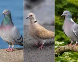 Tre colombine uccelli: una grigia con riflessi iridescenti, una color crema con collare nero, e un'altra grigia su un ramo.