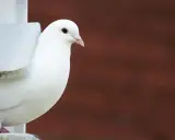 Una colomba bianca, uno degli uccelli più eleganti, sbircia da un nido.