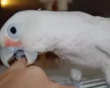 Un pappagallo bianco con occhi aperti e un tocco di rosso sulle guance, interagisce con un dito.