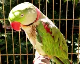 Pappagallo verde con macchie rosse sul petto, mostra un comportamento da pappagallo in calore, con il collo arrossato.