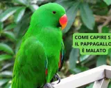 Pappagallo verde brillante, con becco arancione, seduto su un ramo. Il testo dice "Come capire se il pappagallo è malato".
