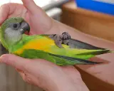 Un pappagallo verde e giallo, tenuto tra le mani, mostra il suo addomesticare significato attraverso la fiducia.