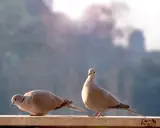 Due tortore si nutrono di semi su un davanzale, con la luce del sole che illumina la scena.