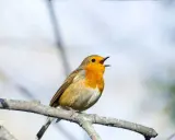 Pettirosso con petto arancione acceso, canta con la bocca aperta su un ramo. Il suo canto è un richiamo d'amore, un canto canarino femmina in calore.