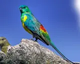 Un magnifico parrocchetto dal groppone rosso, con piumaggio verde smeraldo e giallo, si posa su un ramo.