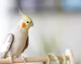 Calopsitta con cresta gialla e guance arancioni, attenta a evitare cibi velenosi per cocorite.