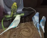 Quattro pappagallini, alcuni verdi e altri blu, sembrano chiacchierare seduti su un divano.
