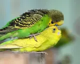 Due cocorite, una verde e una gialla, si accoppiano. Un momento intimo per capire come stimolare accoppiamento cocorite.