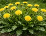 Un gruppo di fiori gialli di tarassaco, con foglie verdi frastagliate. Presto diventeranno soffici semi pronti a volare.