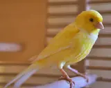 Un vivace canarino giallo, con il suo piumaggio brillante, si posa su un ramo. La muta dei canarini è un processo naturale che rinnova il loro splendore.