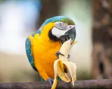 Un pappagallo ara blu e giallo mangia una banana, il cui interno bianco uovo contrasta con la buccia gialla.