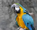 Ara blu e gialla con becco aperto, forse per un problema di becco di pappagallo malattia.