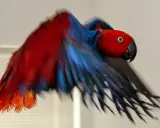 Pappagallo rosso e blu in volo, con le ali spiegate. Sembra un pappagallo intossicato per i colori vivaci e il movimento sfocato.