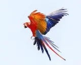 Un'ara scarlatta in volo, con ali spiegate che mostrano un tripudio di colori: rosso, arancione, blu e bianco.