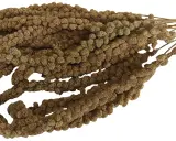 Un fascio di spighe di miglio semi, con i loro piccoli chicchi marroni disposti in dense pannocchie, pronti per essere gustati da uccelli e roditori.