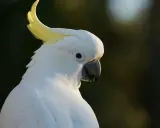 Un magnifico pappagallo cacatua bianco con cresta gialla, con uno sguardo intenso.