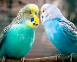 Due cocoriti, uno verde e giallo, l'altro blu, si guardano intensamente, come se i cocoriti parlassero tra loro.