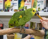 Un pappagallo verde e giallo mangia un bastoncino di cibo per pappagalli offerto da una mano.