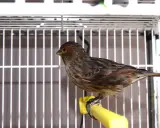 Canarino bruno con piumaggio screziato, appollaiato su un posatoio giallo in gabbia. Potrebbe essere parte di una tabella accoppiamenti canarini.
