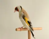 Un cardellino nero, con ali gialle e nere, posa su un trespolo.