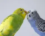 Due cocorite, una gialla e una blu, si baciano. Per capire come si vede se una cocorita deve fare le uova, osserva il suo addome.