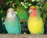 Due inseparabili, uno verde acqua e bianco, l'altro giallo e rosa, posano su un ramo. Un'immagine che celebra l'allevamento inseparabili.
