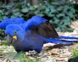 Un magnifico esemplare di pappagalli blu, con le ali spiegate, mostra il suo piumaggio vibrante e il becco giallo.