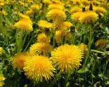 Un campo di tarassaco in piena fioritura, con i suoi vivaci fiori gialli che si stagliano tra le foglie verdi.