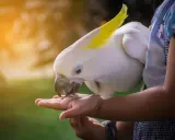 Un candido cacatua con cresta gialla mangia semi dalla mano di una bambina. Momenti di tenerezza con questi pappagalli divertenti.