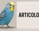 Un pappagallino azzurro e giallo accanto a un foglio con scritto "ARTICOLO". Forse parla dell'estratto di tarassaco?