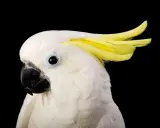 Cacatua bianco con cresta gialla, pronto a ballare al ritmo della musica per far ballare i pappagalli.