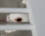 Occhio di un piccione bianco, forse affetto da pidocchi degli uccelli, dietro le sbarre di una gabbia.