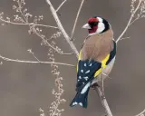 Cardellino colorato su ramo secco. Imparare a come calmare i cardellini osservando la loro serenità in natura.