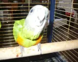 Un pappagallo Poicephalus senegalus, con piumaggio verde e petto arancione, guarda curioso dalla sua gabbia.
