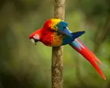Un coloratissimo pappagallo ara scarlatta, tra i pappagalli che parlano, si aggrappa a un tronco d'albero nella foresta pluviale.