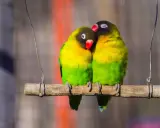 Due inseparabili, uno appoggiato all'altro, con piumaggio giallo e verde. Speriamo non soffrano di malattie pappagalli inseparabili.