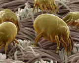 Acari cocorite, minuscoli abitanti del nostro ambiente, si muovono tra le fibre di un tessuto, invisibili a occhio nudo.