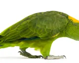 Pappagallo verde con macchie gialle sulla testa, zampe artigliate e becco ricurvo. Potrebbe essere affetto da circovirus pappagalli.