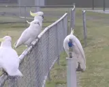 Un gruppo di cacatua bianchi con creste gialle si posa su una recinzione. Uno di loro, un cacatua parla, beve da un rubinetto.
