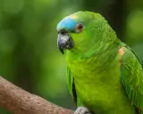 Un pappagallo verde brillante con un tocco di blu sulla testa, seduto su un ramo. Ecco come vede un pappagallo il mondo.