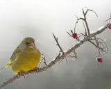 Un verdone, uno dei tanti uccelli che sfidano il freddo, si posa su un ramo innevato, con bacche rosse come unico nutrimento.