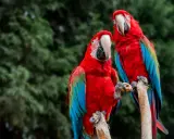 Due ara ararauna, con piume rosse, blu e verdi, si posano su un ramo. Uno tiene una noce tra gli artigli.